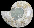 Cut Ammonite Fossil (Half) - Deep Crystal Pockets #71049-1